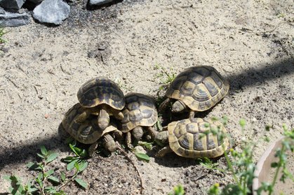 Schildkröten erkunden ihr neues Gehege