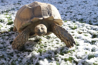 Spornschildkröte "Rambo" macht eine Schneewanderung