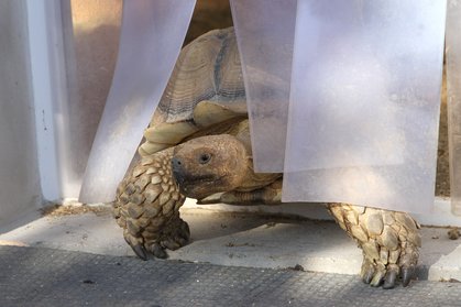Spornschildkröte "Rambo" traut sich nach draussen
