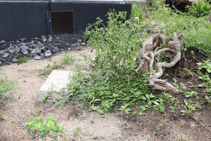 Gehege für Landschildkröten, die ersten Kräuter wachsen schon