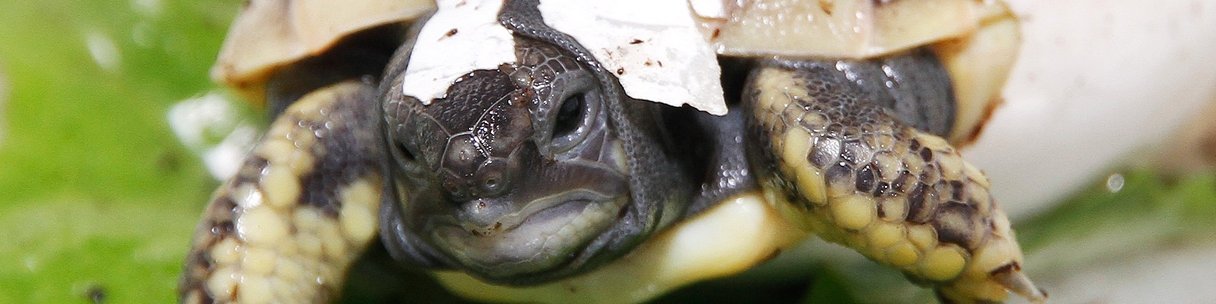 Kleine Schildkröte schlüpft aus dem Ei.