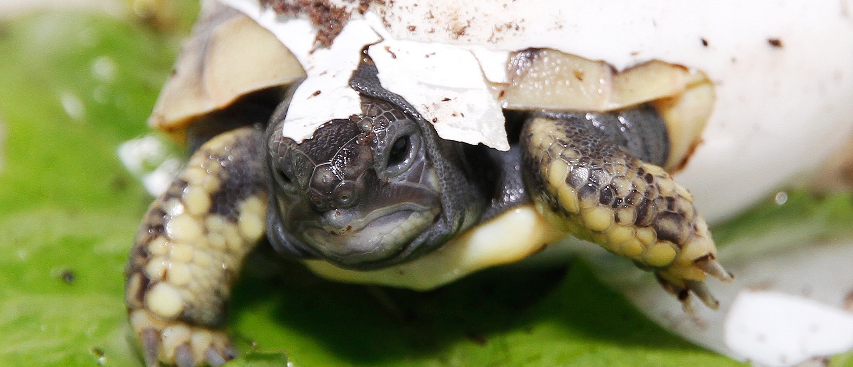 Schildkröte schlüpft aus dem Ei