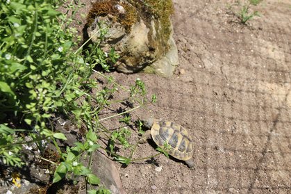 Landschildkröte frisst in Hanglage