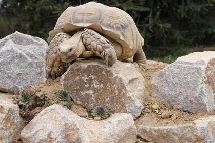 Spornschildkröte "Rambo" beim Klettern