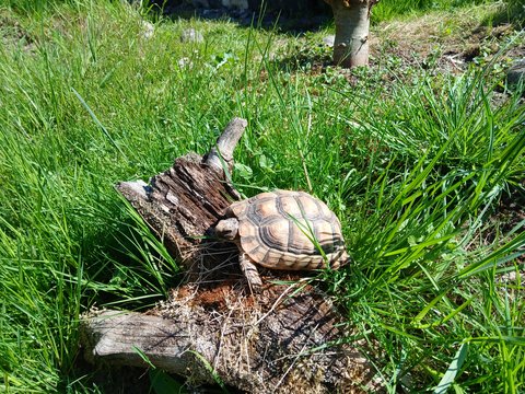 Testud marginata 2019er beim sonnen auf einer Wurzel