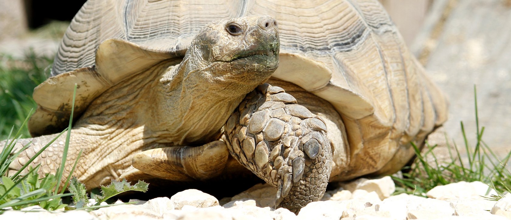 Spornschildkröte nimmt ein Sonnenbad