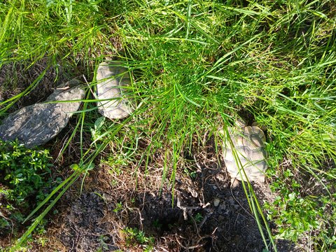 Testudo marginata im hohen Gras