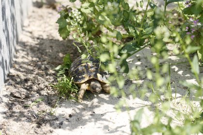 Landschildkröte im Schatten