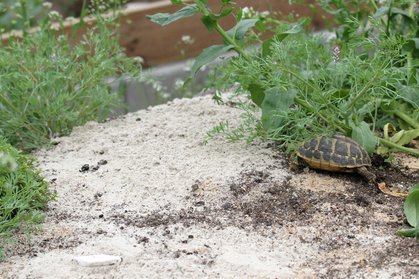 Landschildkröte erkundet den Hügel