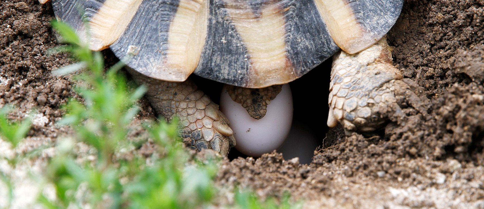 Breitrandschildkröte bei der Eiablage