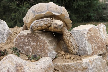 Spornschildkröte "Rambo" erkundet einen Hügel