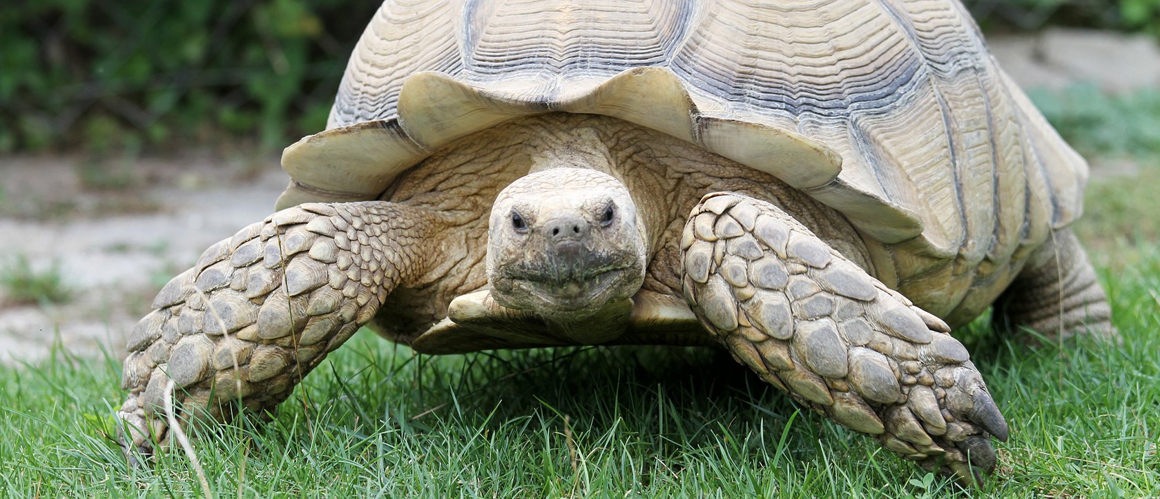 Spornschildkröte - Centrochelys sulcata