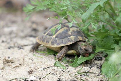 Landschildkröte bei der Futteraufnahme im Freigehege