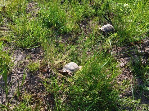 Testudo marginatas nehmen ein Sonnenbad