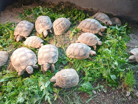 Griechische- und Breitrandschildkröten