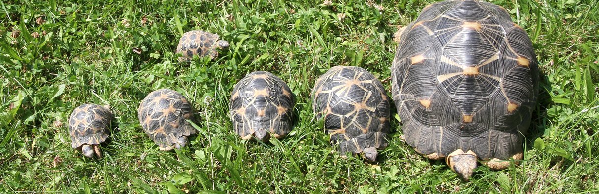 Unterschiedlich Große Schildkröten