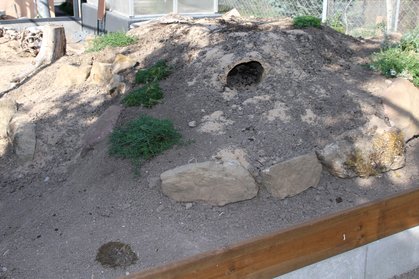 Gehege für Landschildkröten, Korkhöhle im Hügel