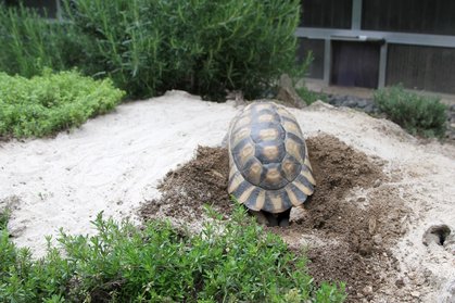 Testudo Marginata legt nach und nach Eier