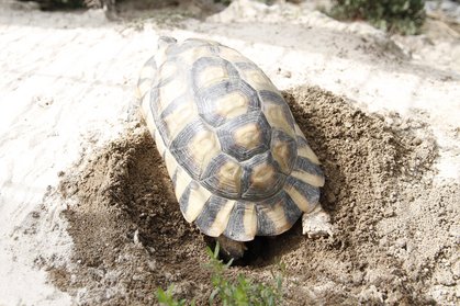 Testudo Marginata buddelt immer tiefer