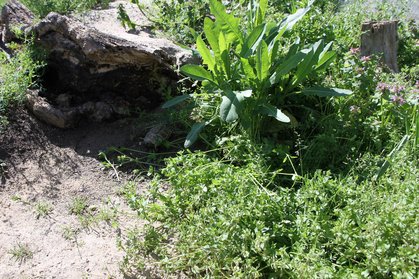 Wurzel im Schildkrötengehege