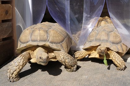 Spornschildkröte "Rambo" und "jana" mit Marschproviant im Mund