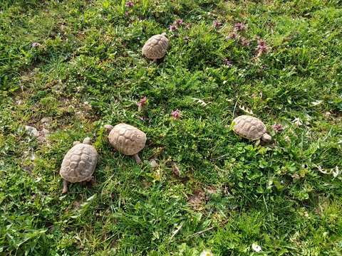 Griechische Landschildkröten auf der Wiese