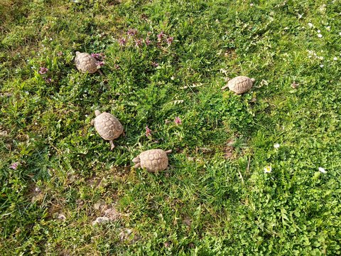 Griechische Landschildkröten auf der Wiese