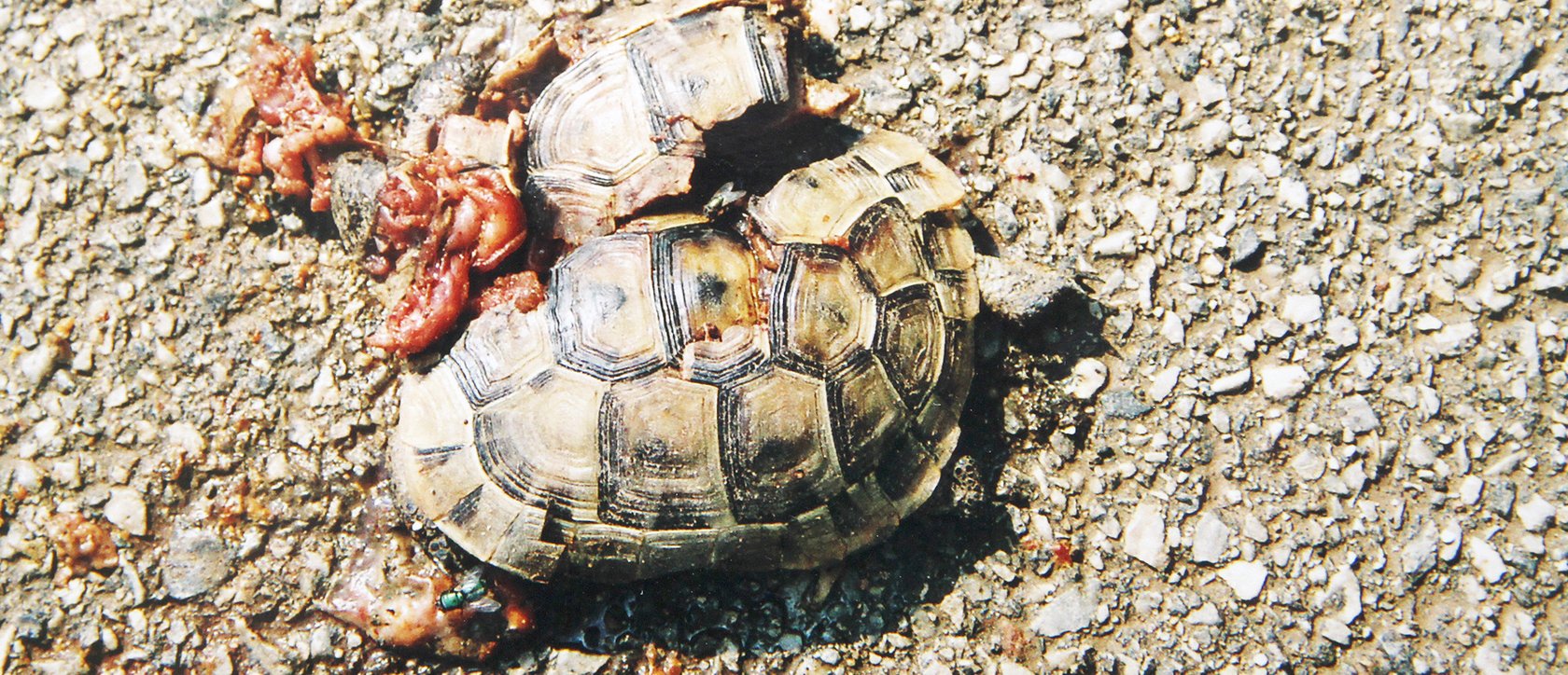 Überfahrene Landschildkröte