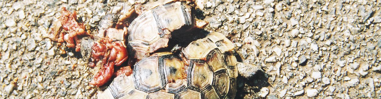 überfahrene Landschildkröte