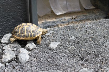 Landschildkröte am Eingang zum Frühbeet
