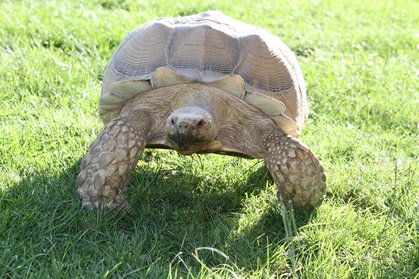 Spornschildkröte "Rambo" im Speed-Modus
