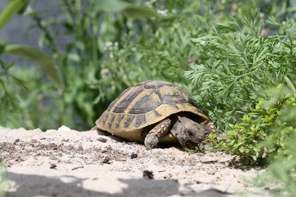 Landschildkröte beim Fressen