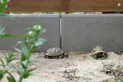 Griechische Landschildkröte