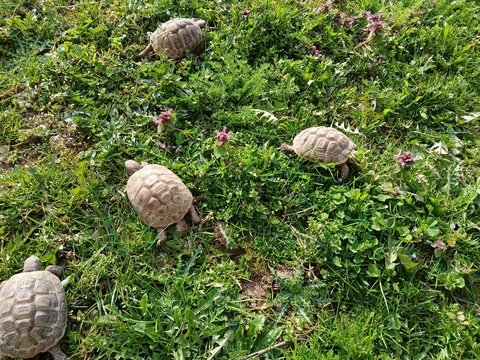 Griechische Landschildkröten auf der Wiese