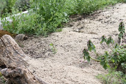 Landschildkröte im Freigehege