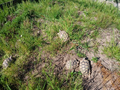 Testudo marginatas erkunden den Hügel