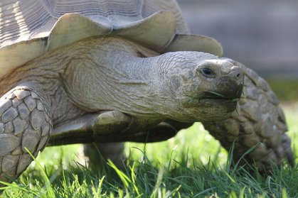 Spornschildkröte "Rambo" Portrait