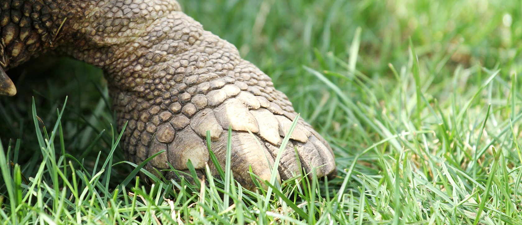 Schildkrötenfuss
