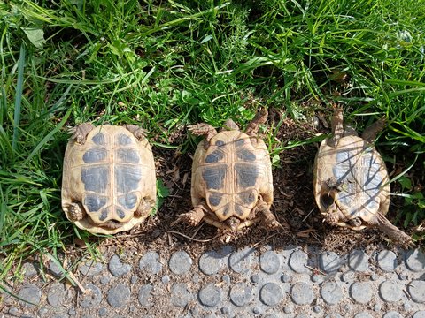 Griechische Landschildkröten weiblich