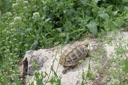Schildkröte klettert auf die Korkhöhle