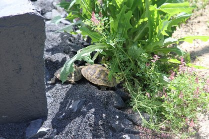 2 Landschildkröten im Schatten