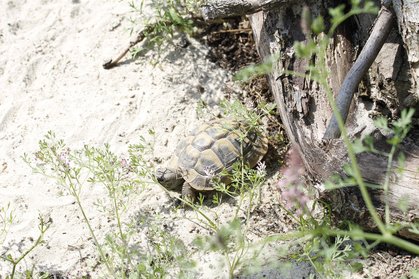 Landschildkröte erkundet das Freigehege