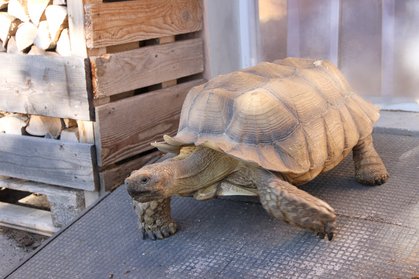 Spornschildkröte "Rambo" läuft die Rampe herunter