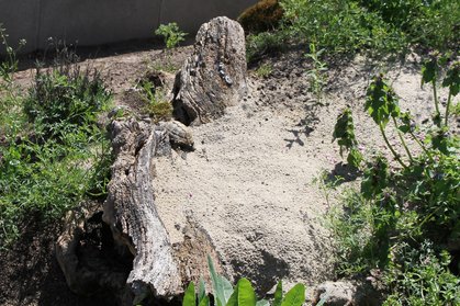 Steine, Wurzeln und Korkhöhlen im Schildkrötengehege