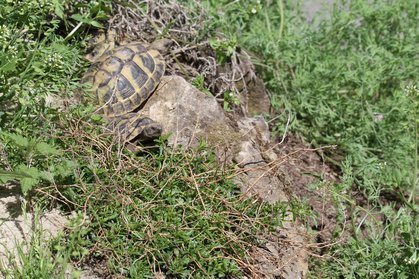 Landschildkröte im Freigehege