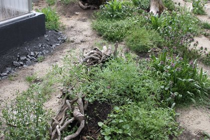 Gehege für Landschildkröten lädt zum erkunden ein