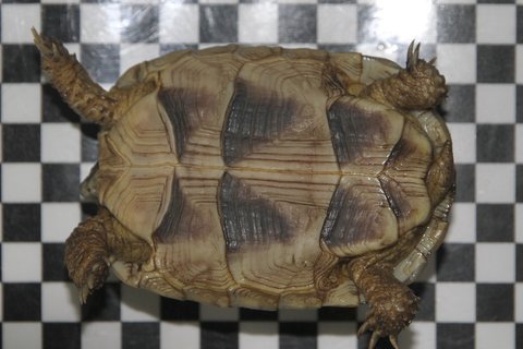 #119 Breitrandschildkröte (Testudo marginata) Nachzucht 2019