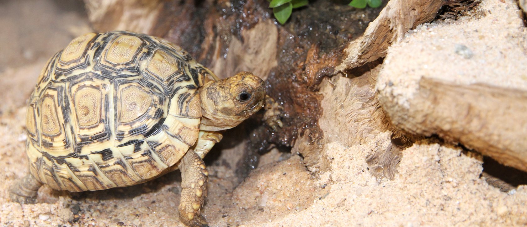Die Pantherschildkröte - Stigmochelys pardalis