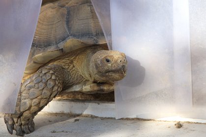 Spornschildkröte "Rambo" am Eingangsbereich