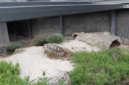 Testudo Marginata hat die perfekten Ort für die Eiablage gefunden